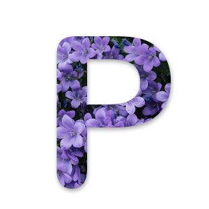 P_purple
